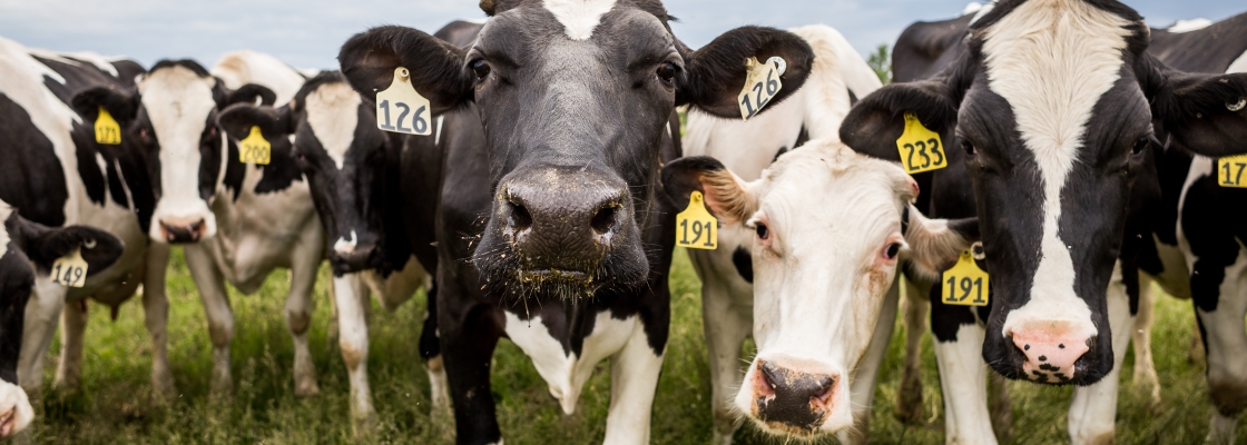 cows