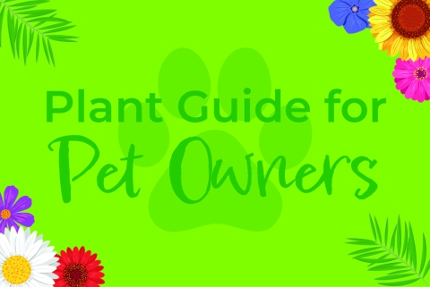 Plant guide for pet owners